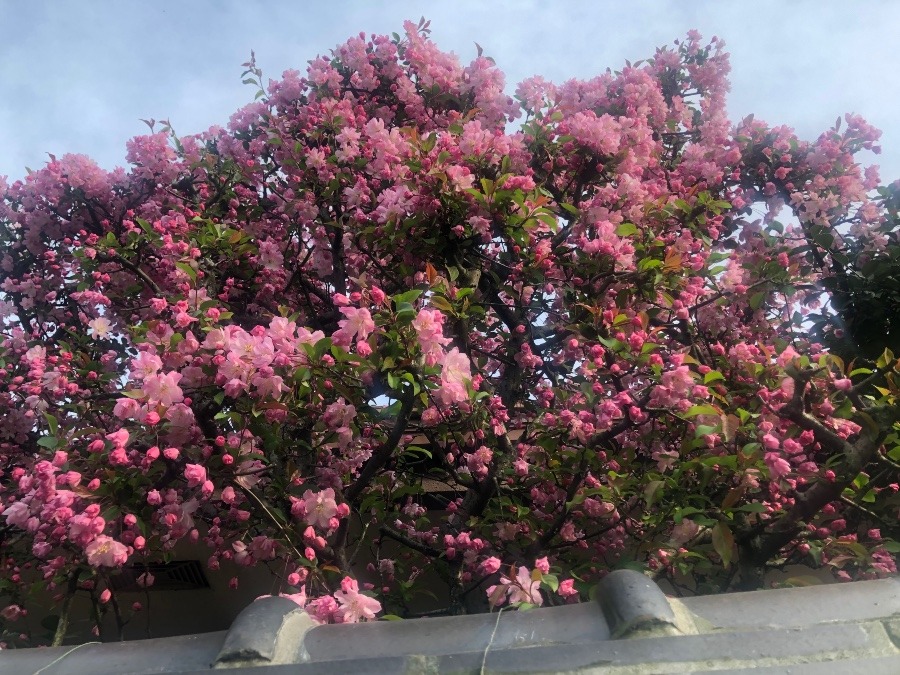 かいどうの花