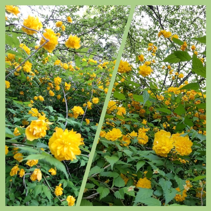 山吹（ヤマブキ）💛🌿長法寺にて