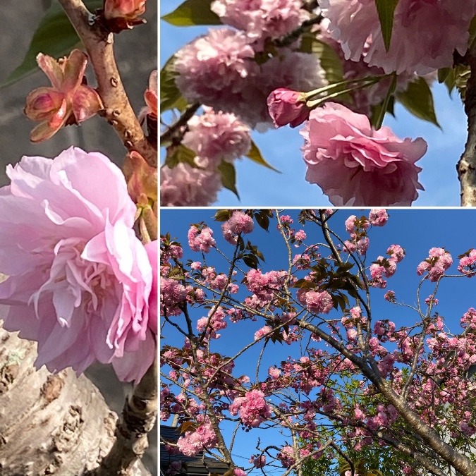 末っ子の記念樹“八重桜”🌸