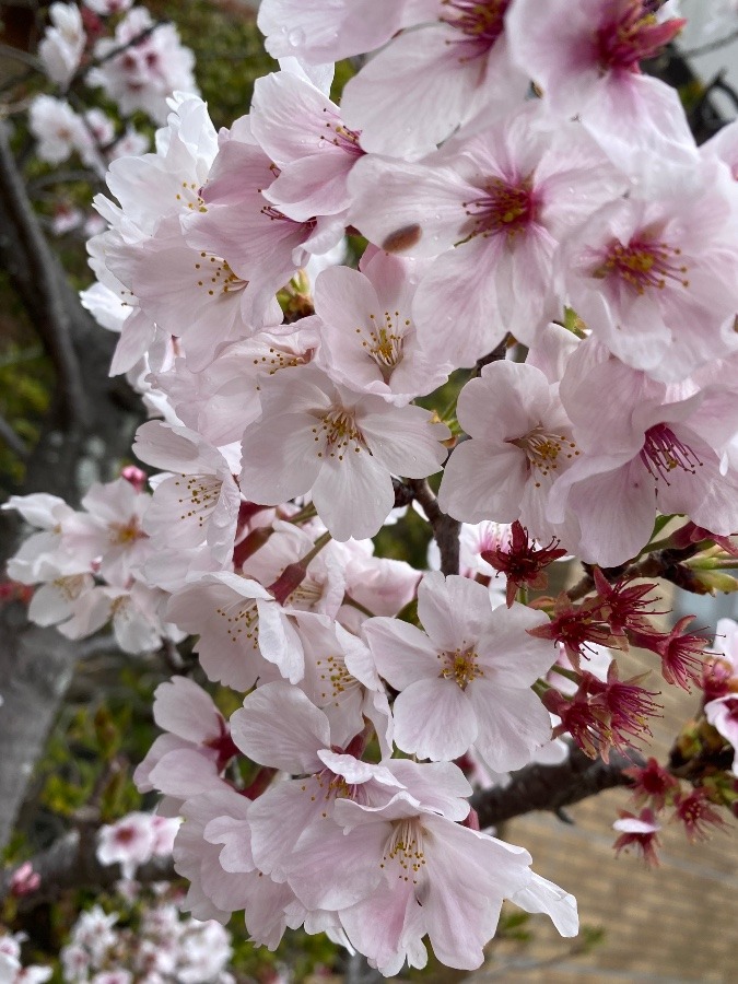 桜満開です🌸🌸🌸🌸🌸