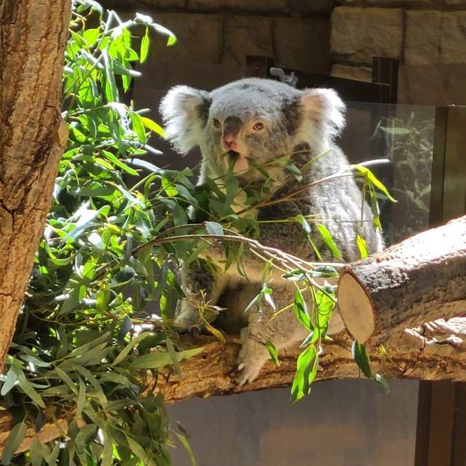 東山動物園　コアラ