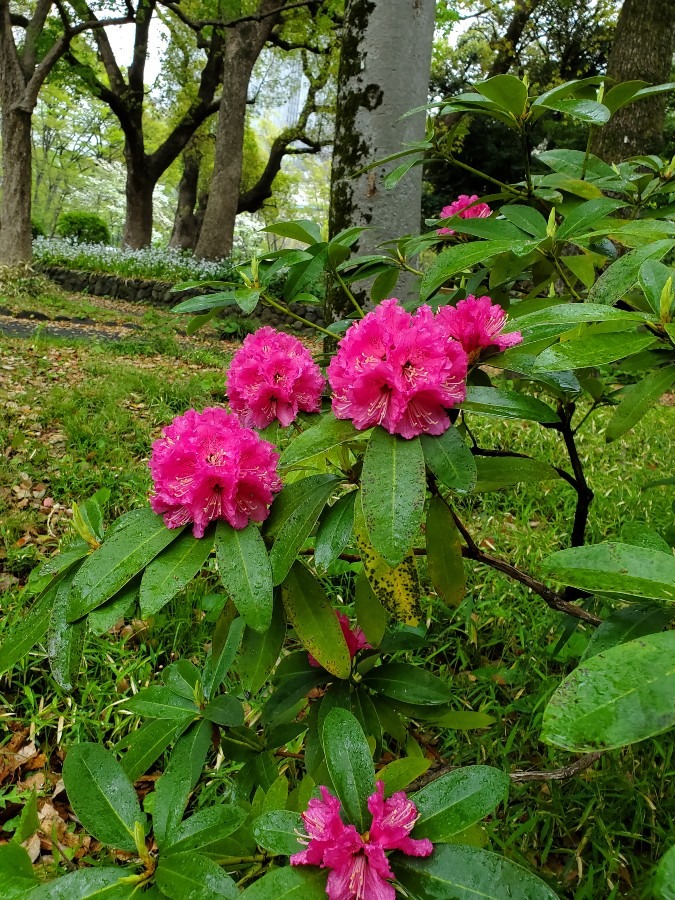 今日の石楠花