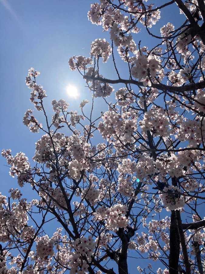 太陽キラキラ桜✨