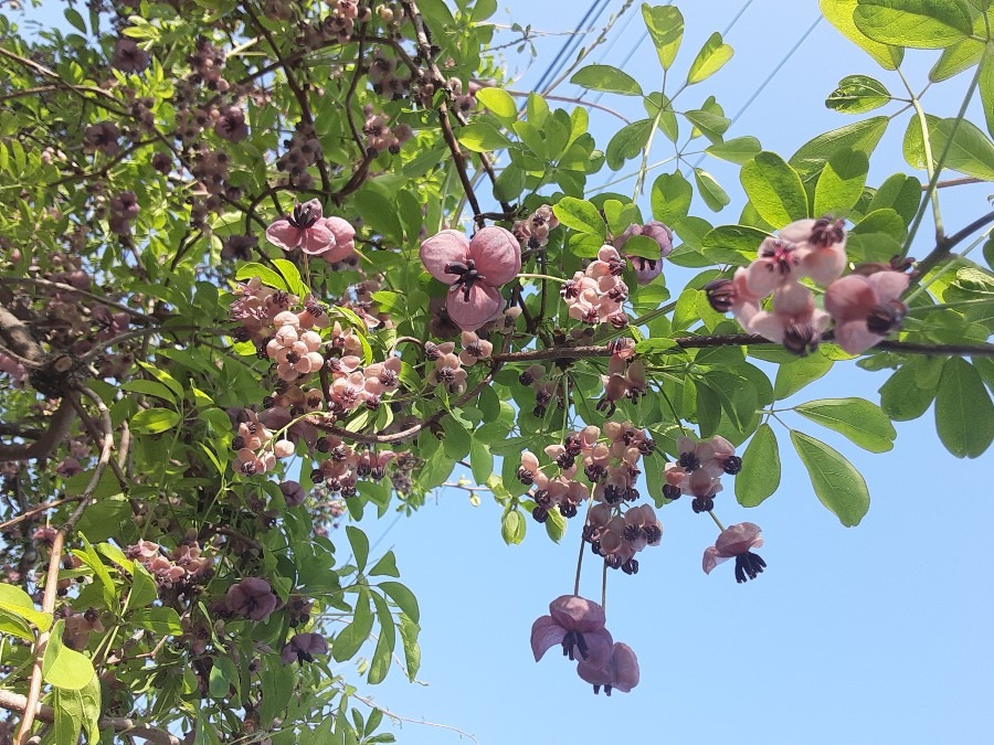 我が家の花🌼