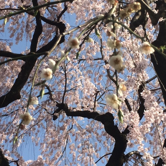 枝垂れ桜も満開です