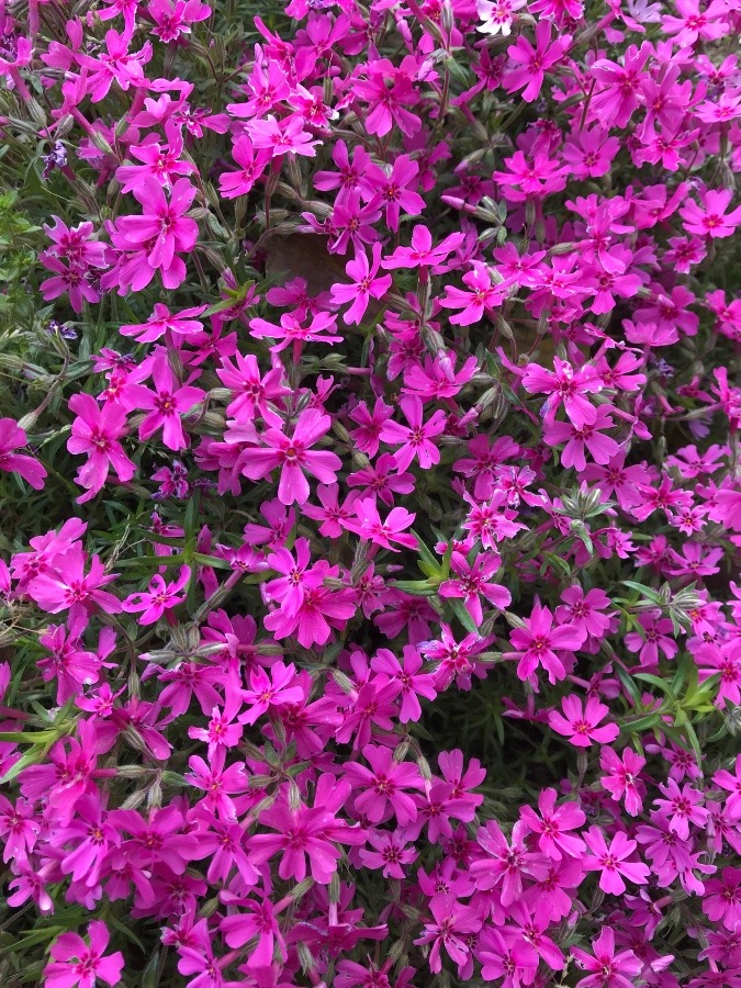 ✨我が家の芝桜✨