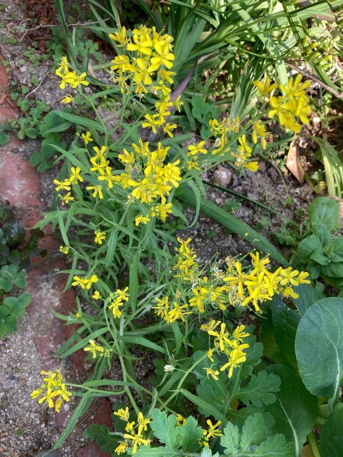 ミズナの花