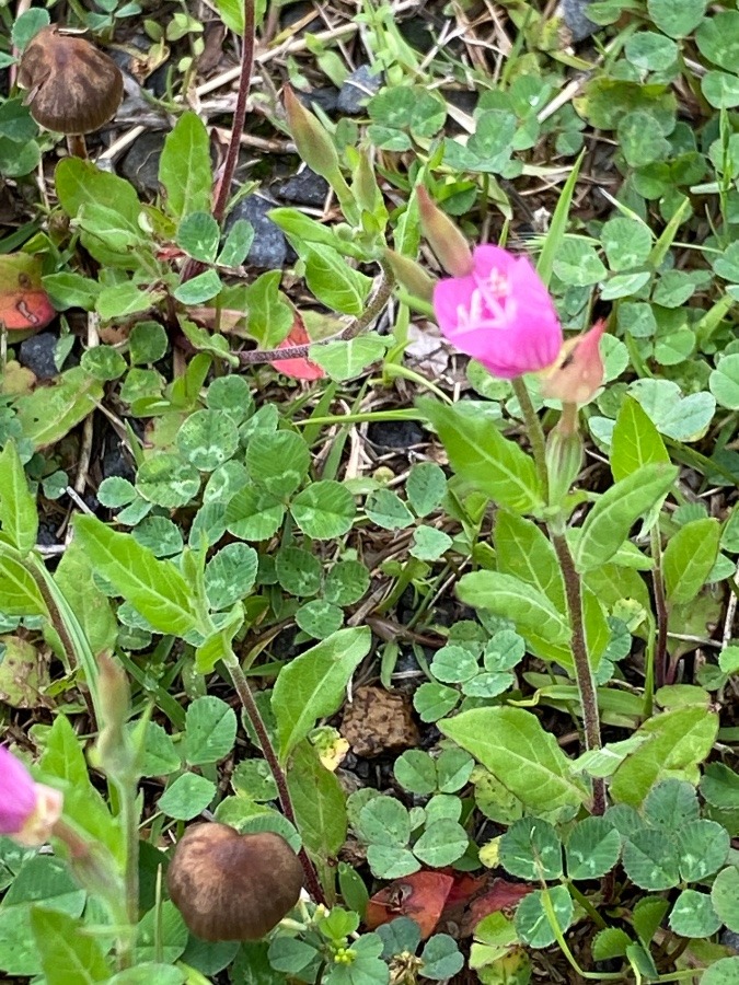 河川敷で見つけた草花