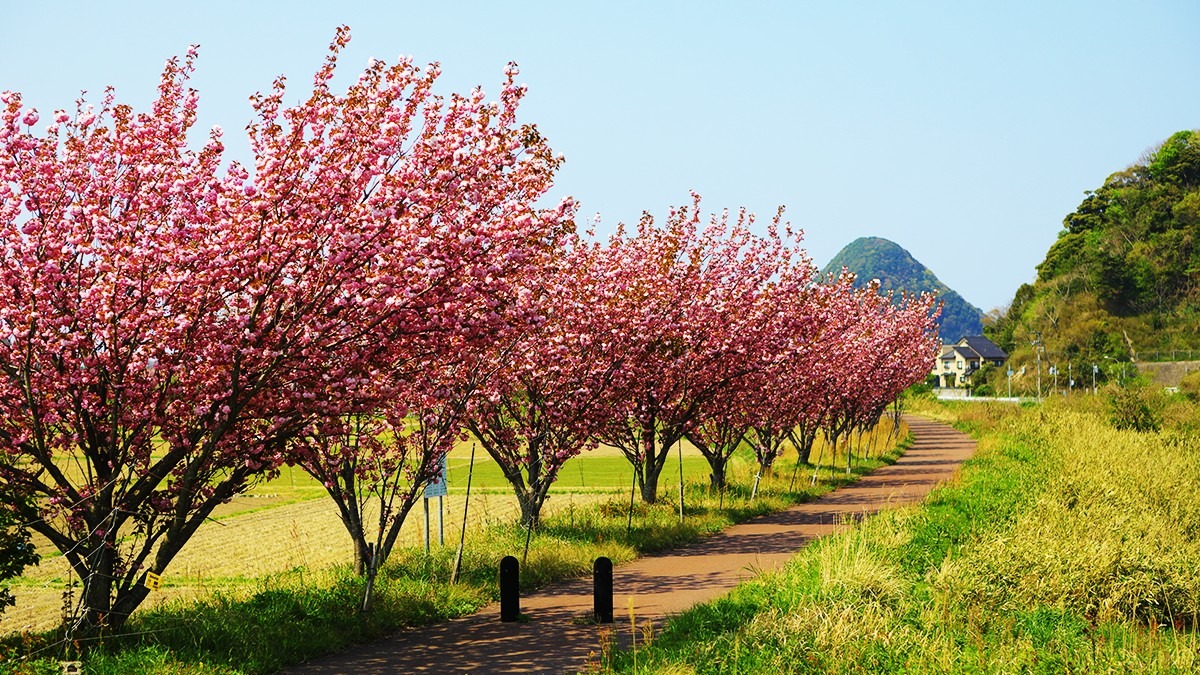 桜の細道