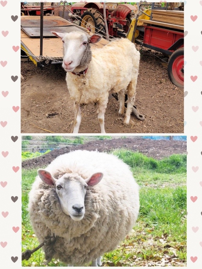 あ〜気持ちいい🐏🐏