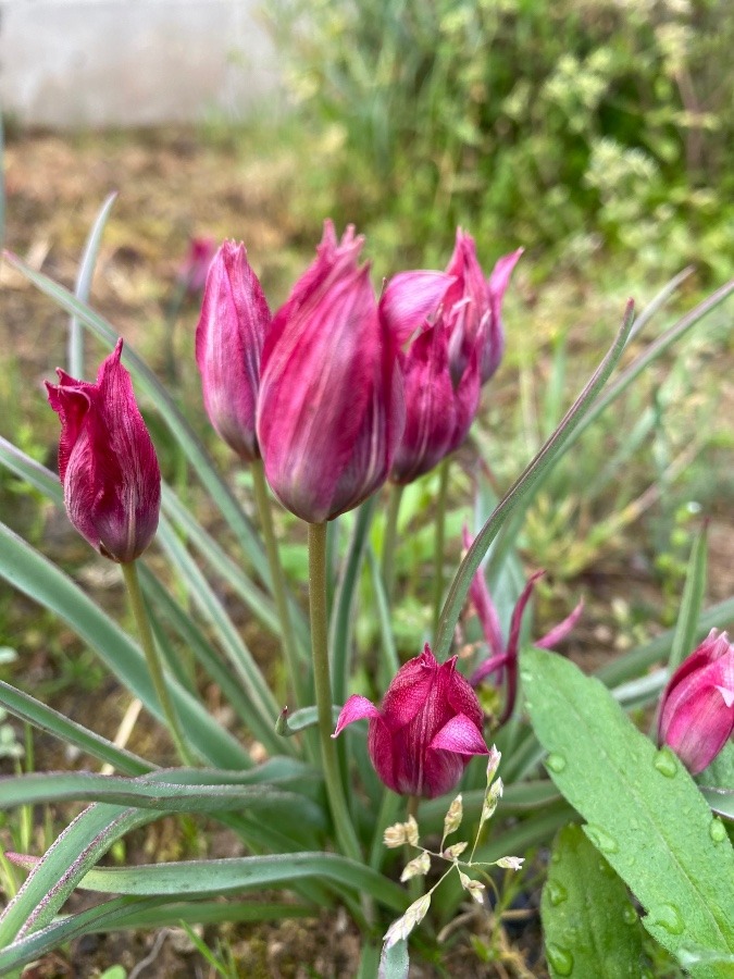 小さな花