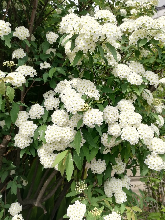 白いお花です💮🌿