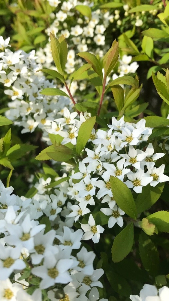 名前の分からないお花パート3