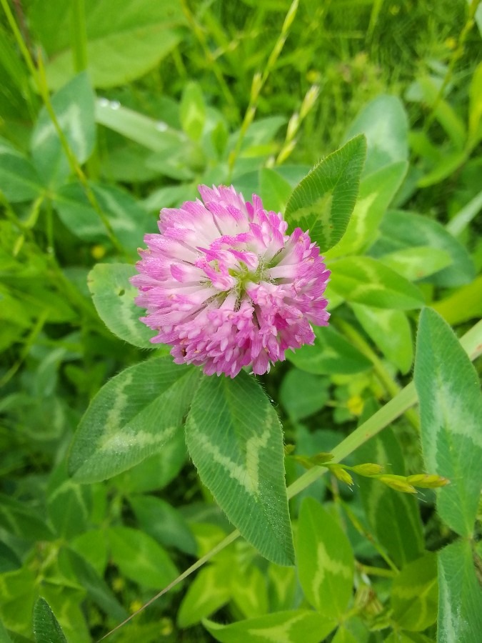 土手の花①