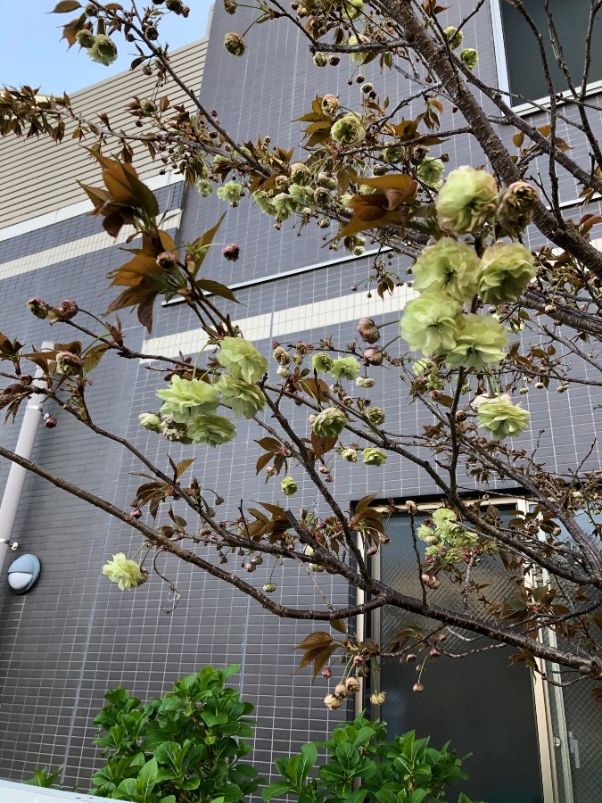 緑の八重桜