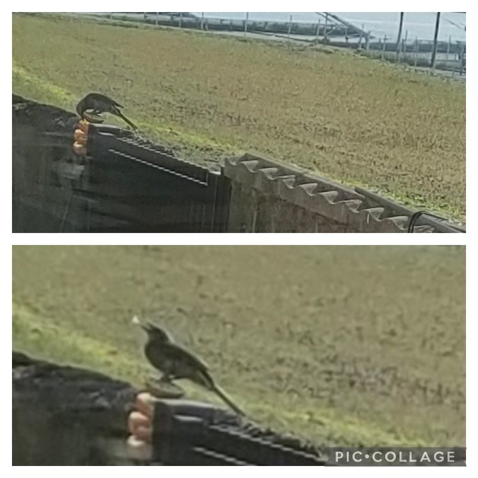 食べてます🐦