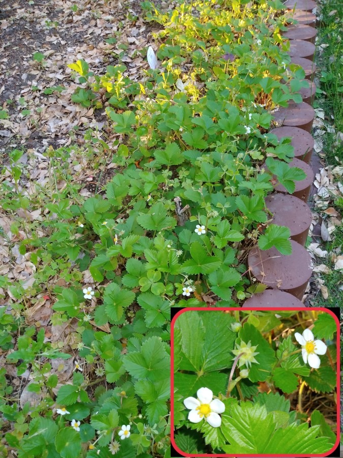 花倶楽部🌼　家の花達🤗【ワイルドストロベリー】