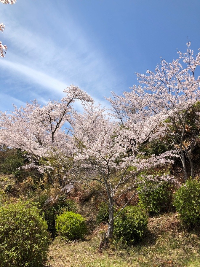 お花見