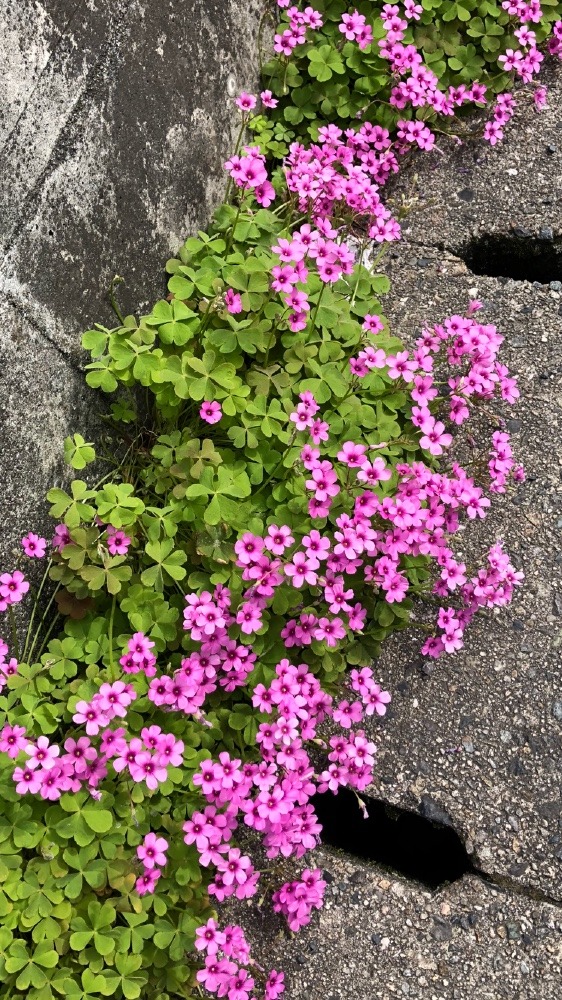 道端の花