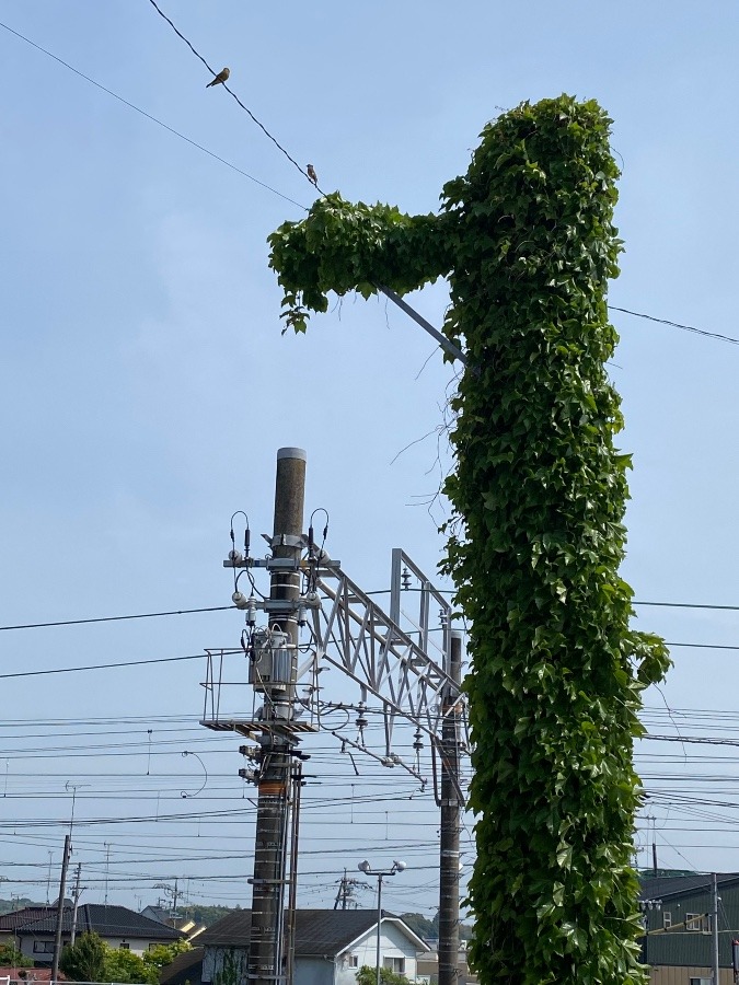 電信柱が大きな樹木になる🌳