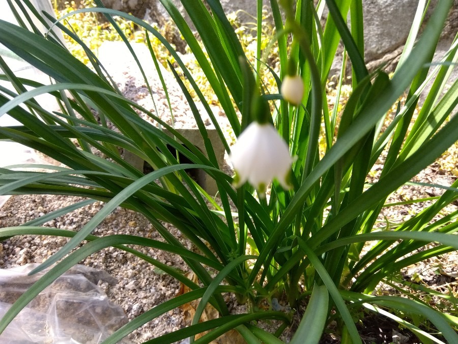 水仙と思って植えたら　コレでした✨