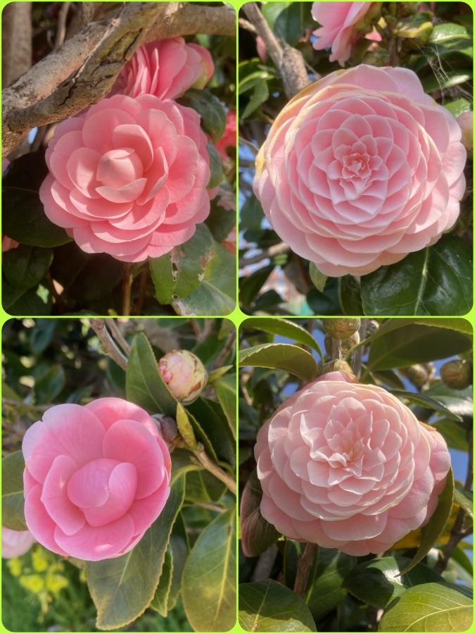花倶楽部