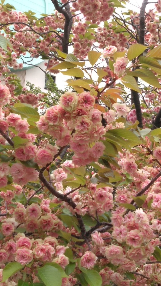 🌸珍しい桜🌸