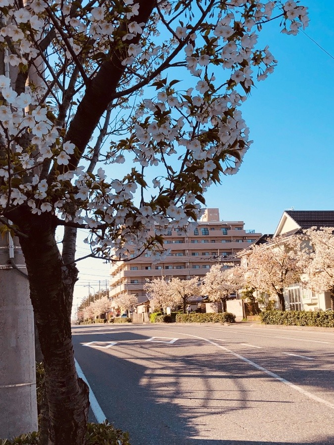 新潟市内の桜