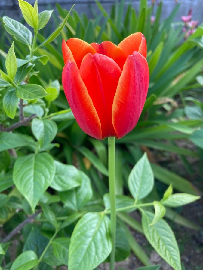 実家のお庭の花