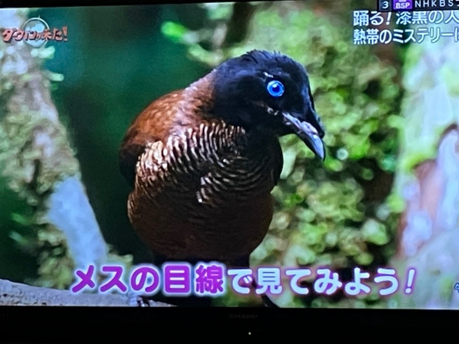 タンビカンザシフウチョウのメス