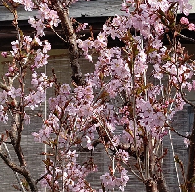 啓翁桜も咲きました🌸