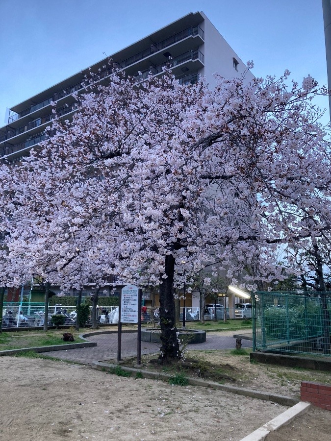 桜も満開！