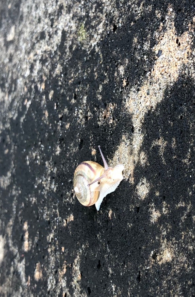 雨上がりの出会い②カタツムリ🐌