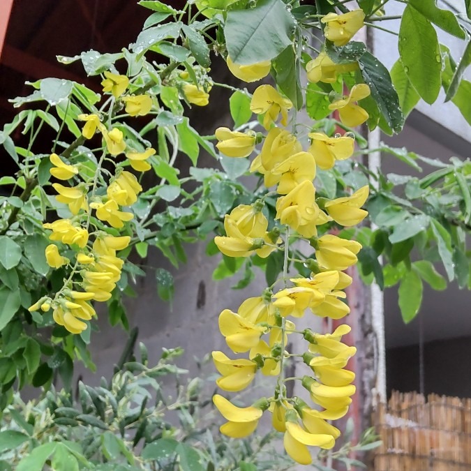 藤の花・・黄色も美しい🤗