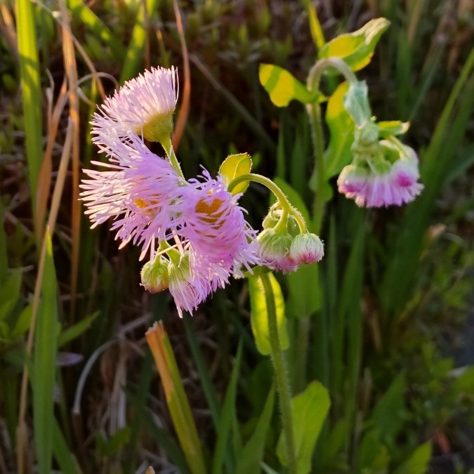 夕暮れ散歩👣・・🌱🌿🤗