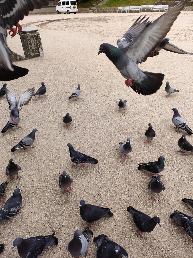 防府天満宮のハト🕊️