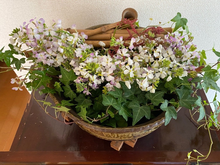 大根の花