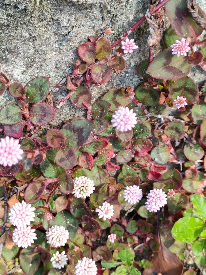 思いがけない出会い🌺