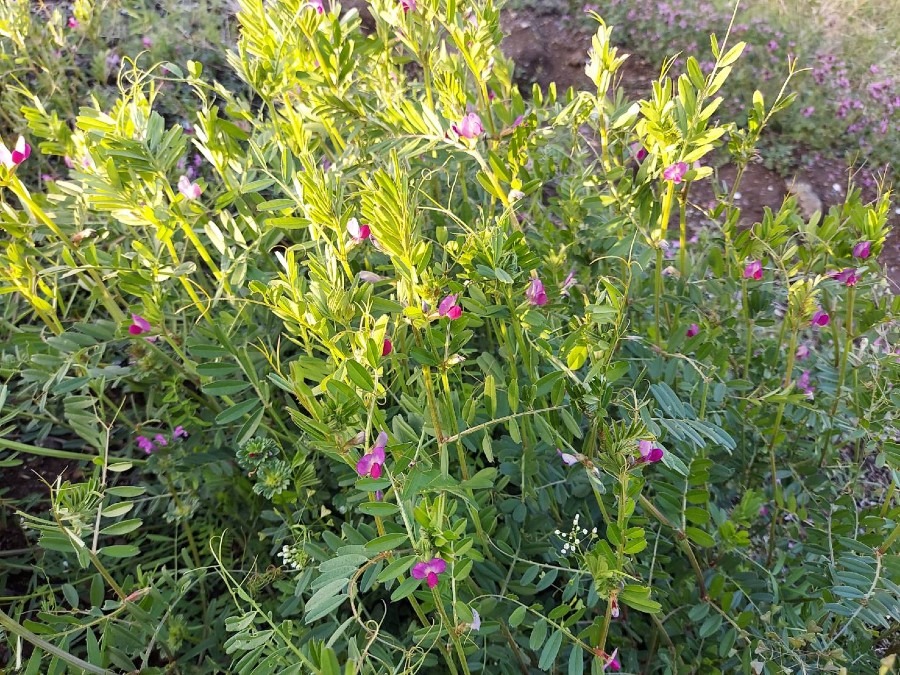 散歩🌼　旅先で🌼