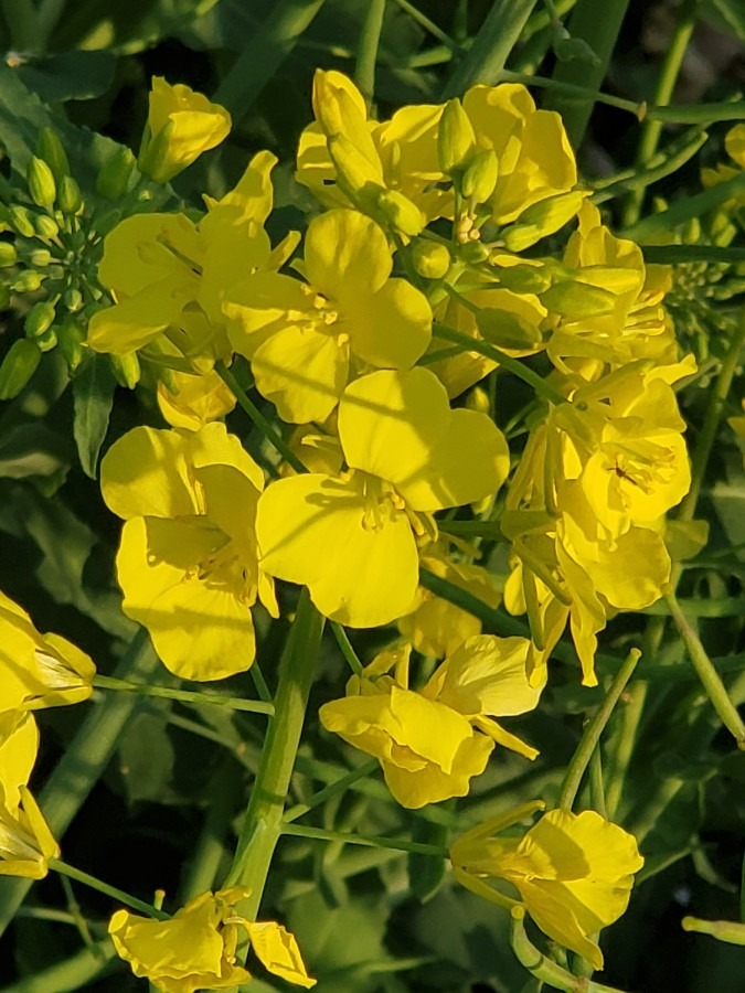 主役は菜の花