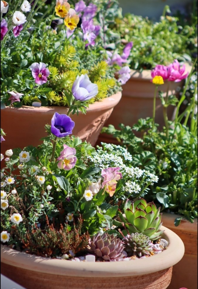 友人からの写メ　花寄せ植え&多肉