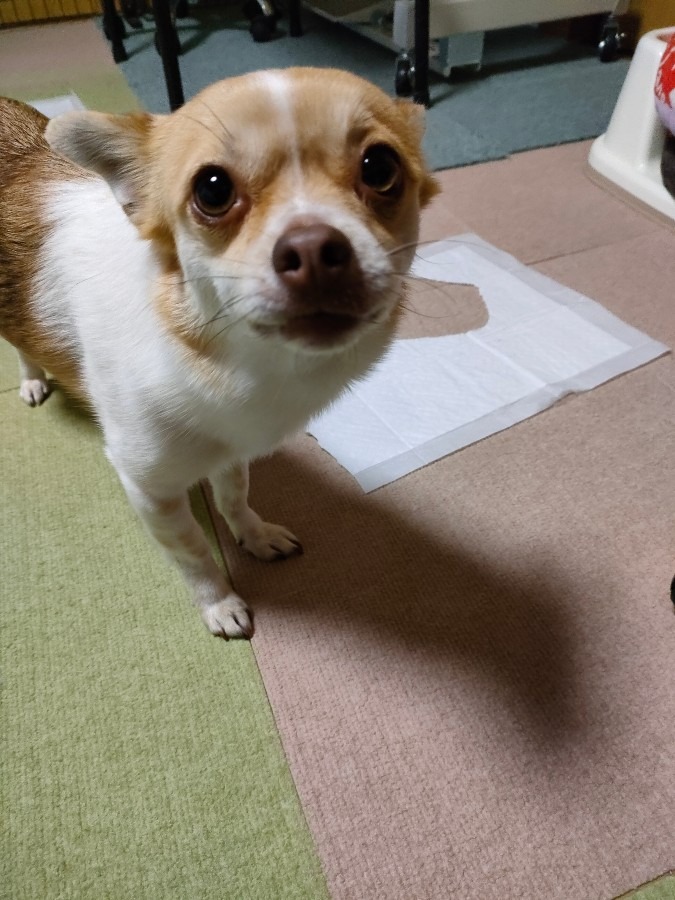 今から、イタズラするよ🐶