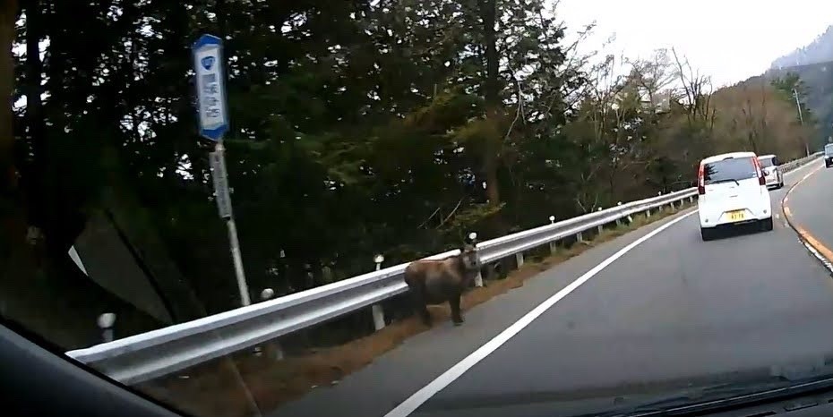 日本カモシカに遭遇