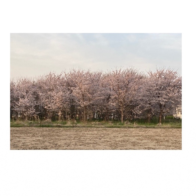 桜木立
