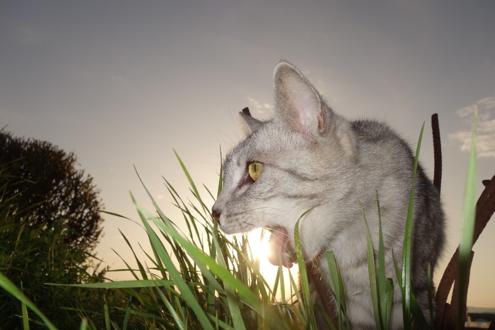 夕日をガブリ