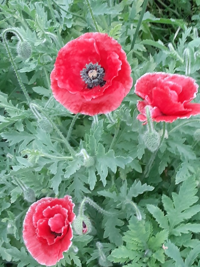 我が家の花🌻