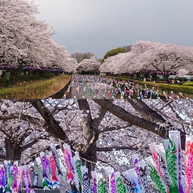 桜と鯉のぼり