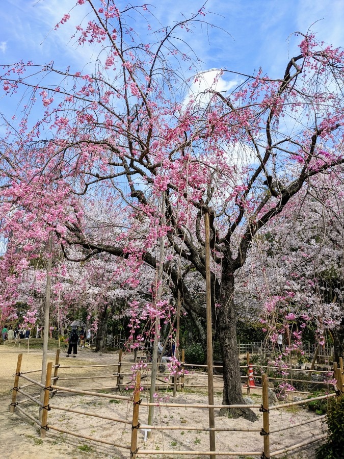 縮景園の垂れ桜