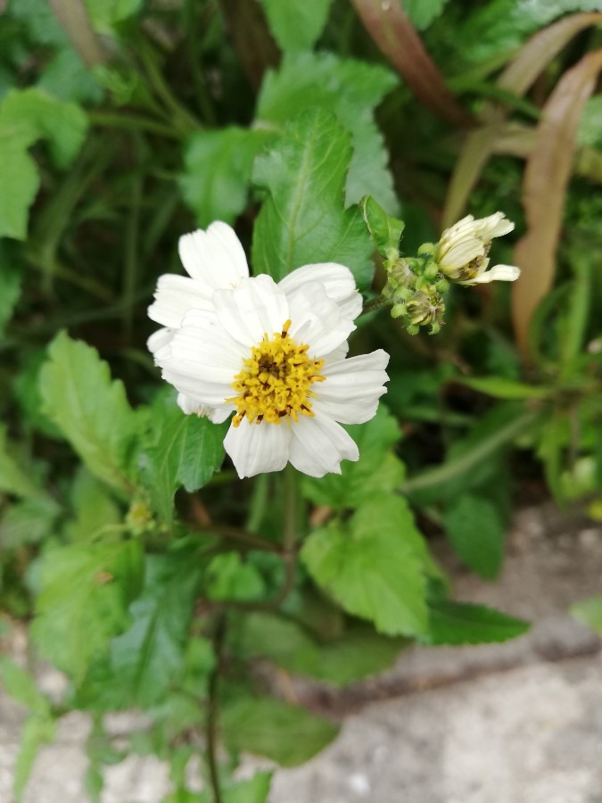 何の花でしょう?🌺