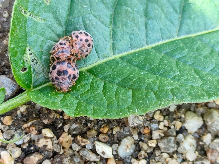 団子三兄弟🐞